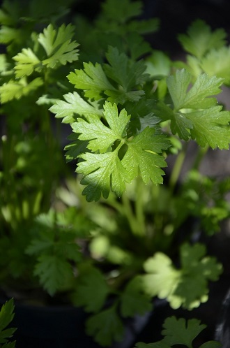 Foto van peterselie uit eigen kas