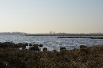 Boomstronken in't Dannemeer in 't Roegwold