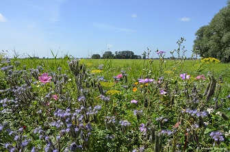 Akkerrand, Juisterpad, Loppersum, Boerderij, bloemen, bijen, hommels, zonnebloem