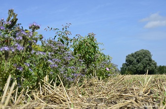 Akkerrand, Loppersum, bijen, hommels, bloemen, juisterpad