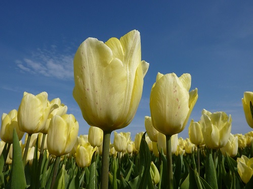 Gele kleitulp uit Loppersum