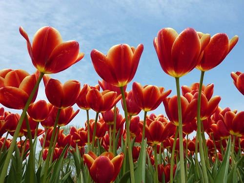 Rode kleitulpen uit Loppersum