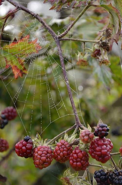 Een braam met spinnenweb en dauwdruppels