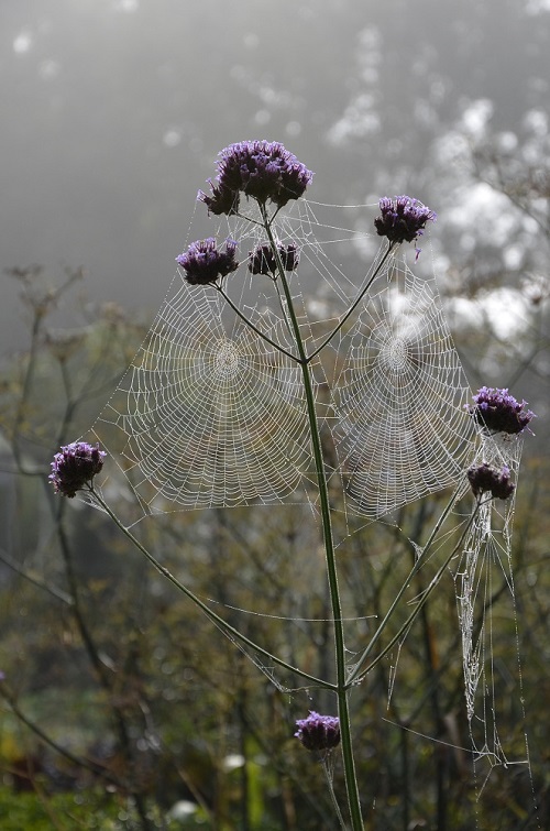 Een verbena met spinnenwebben op een mistige ochtend in Loppersum