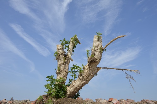 De boom die gedeeltelijk is blijven staan bij 't Spriknust na de sloop
