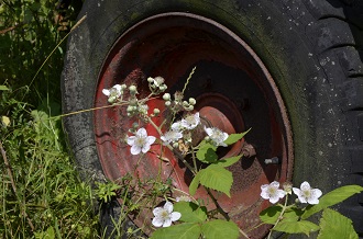 Een karrewiel die langzaam verdwijnt in de begroeing