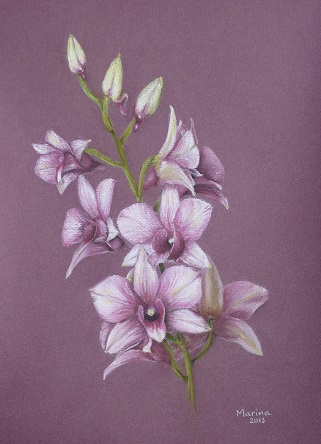 Dendrobium Orchidee