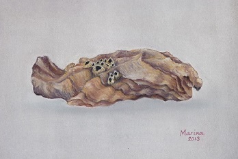 Oester uit de Waddenzee met pokkels