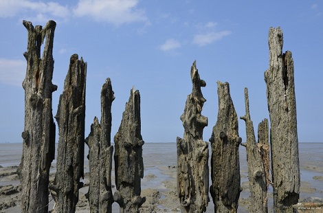 Het wad bij Moddergat met rustieke palen