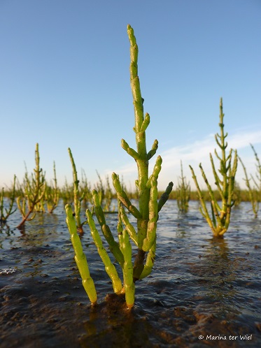 Zeekraal in de lente in de avondzon gefotografeerd aan het wad bij Uithuizen