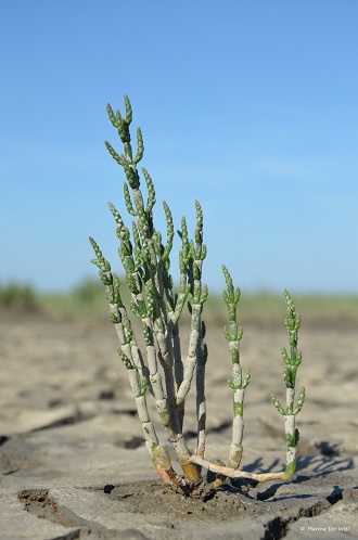 Zeekraal in de zomer op een drooggevallen wad bij Uithuizen