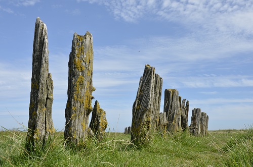 Oude palen bij Zwarte Haan